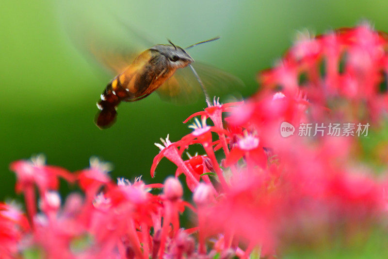 Pentas lanceolata和蜂鸟鹰蛾